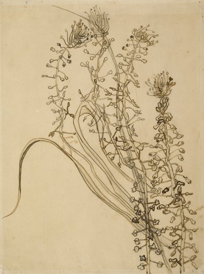Tassel Hyacinth by Vincent van Gogh